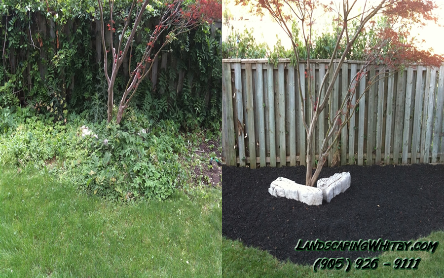 Garden Rejuvenation