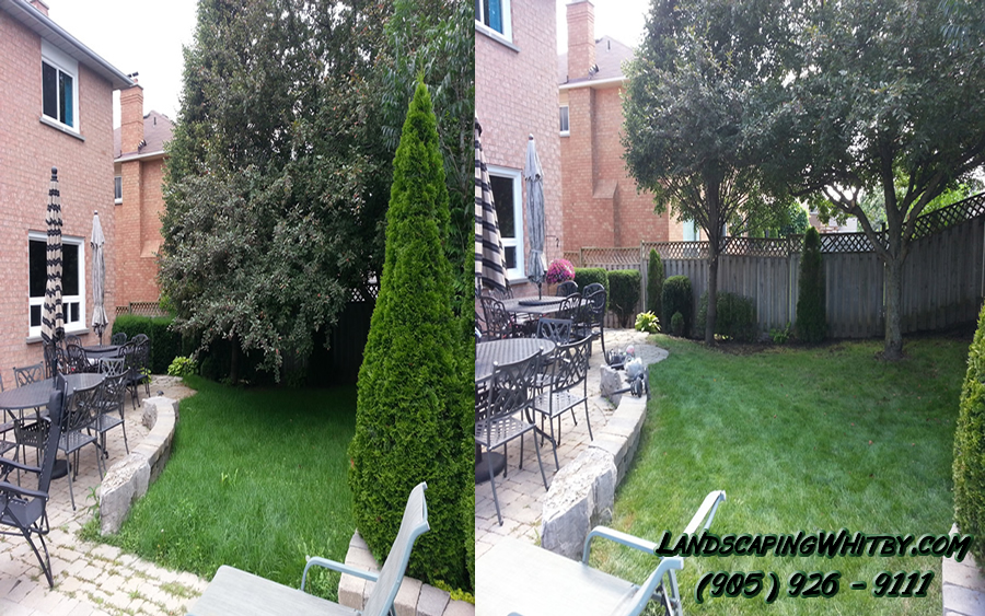 tree pruning branch removal