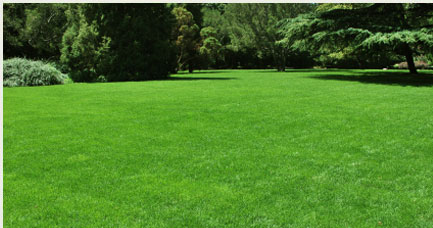 grass